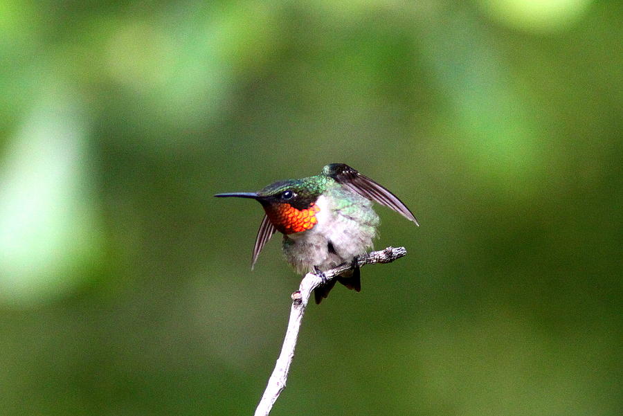 IMG_5176-002 -  Ruby-throated Hummingbird Photograph by Travis Truelove