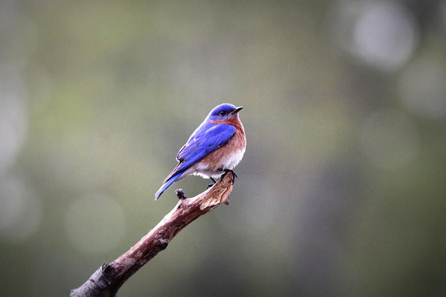 IMG_5199-003 - Eastern Bluebird Photograph by Travis Truelove