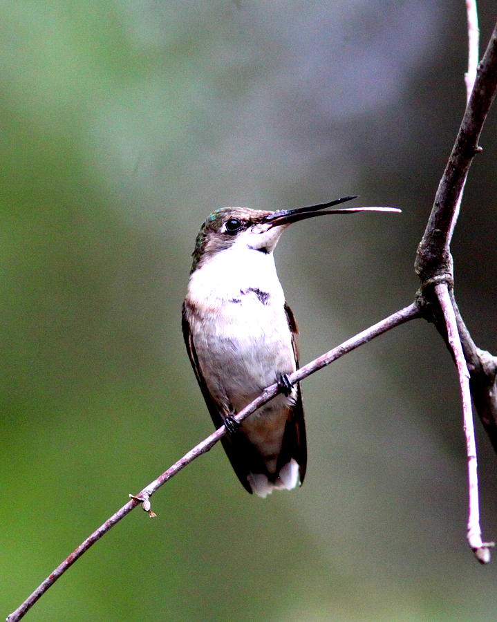 IMG_5232-001 - Ruby-throated Hummingbird Photograph by Travis Truelove