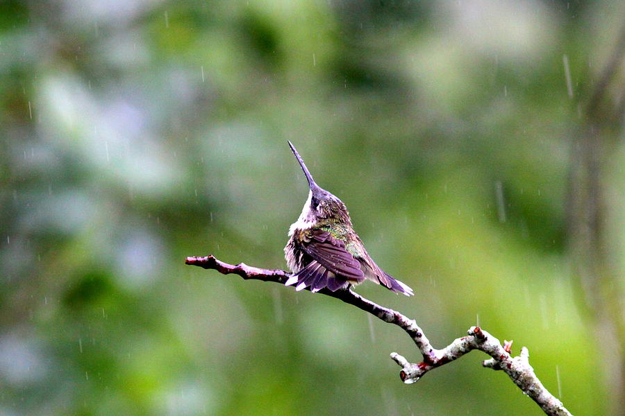 IMG_5271-001 - Ruby-throated Hummingbird Photograph by Travis Truelove
