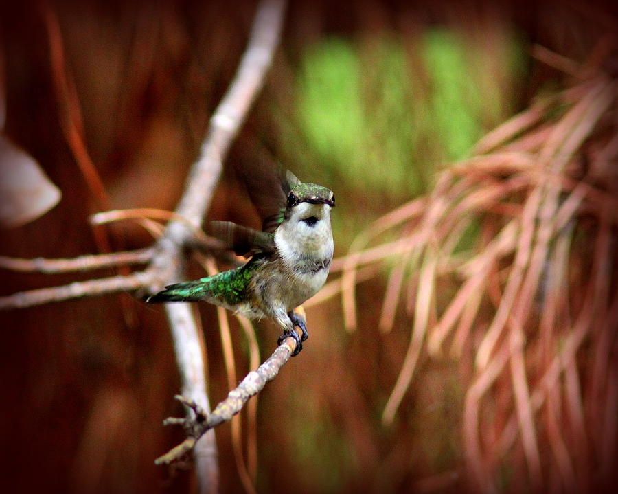 IMG_5274-004 - Ruby-throated Hummingbird Photograph by Travis Truelove