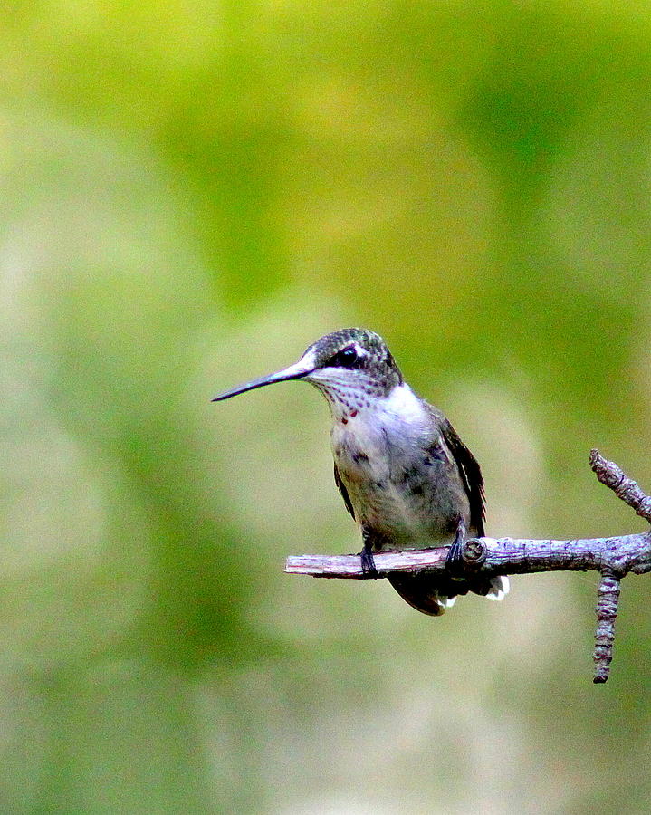 Img_5277 - Ruby-throated Hummingbird Photograph