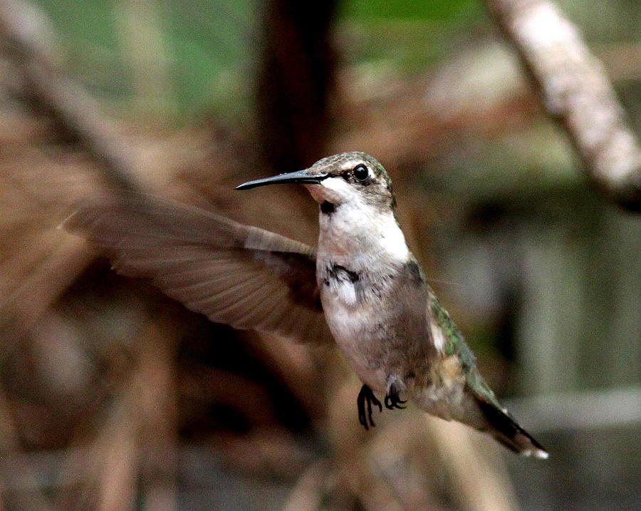 IMG_5317-001 - Ruby-throated Hummingbird Photograph by Travis Truelove