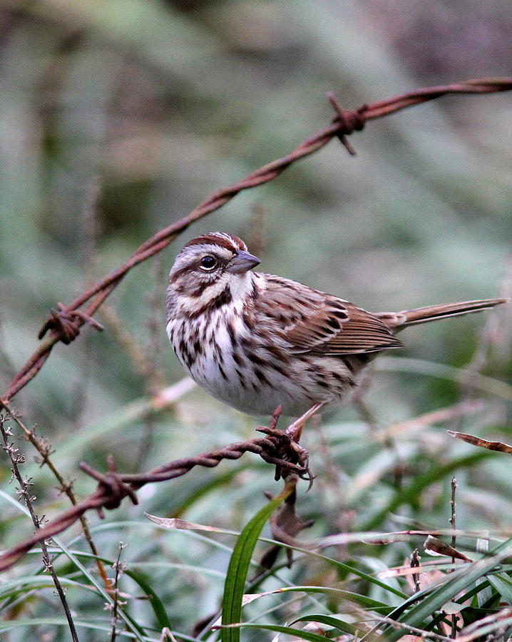 IMG_5325 - Song Sparrow Photograph by Travis Truelove