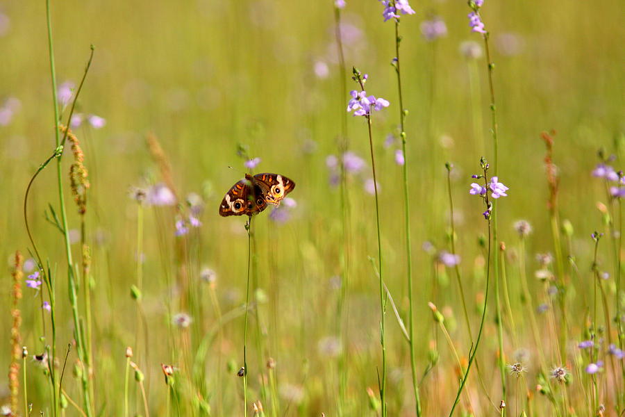 IMG_5356-002 - Common Buckeye Butterfly Photograph by Travis Truelove