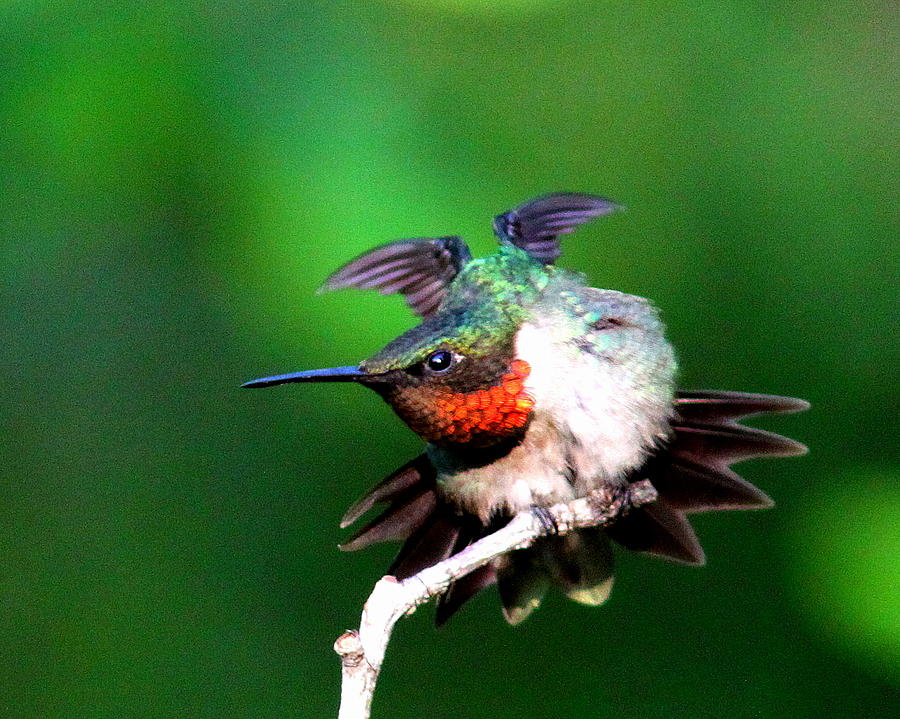 IMG_5370-008 -  Ruby-throated Hummingbird Photograph by Travis Truelove