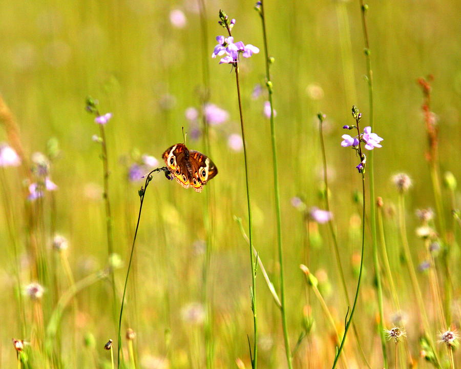 IMG_5374-002 - Common Buckeye Butterfly Photograph by Travis Truelove