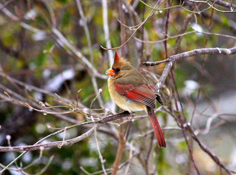 IMG_5377-002 - Northern Cardinal Photograph by Travis Truelove