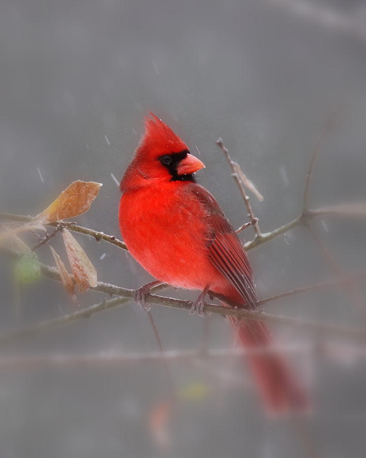 IMG_5387 - Northern Cardinal Photograph by Travis Truelove
