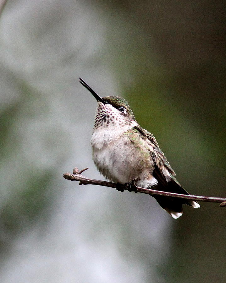 IMG_5407-001 - Ruby-throated Hummingbird Photograph by Travis Truelove