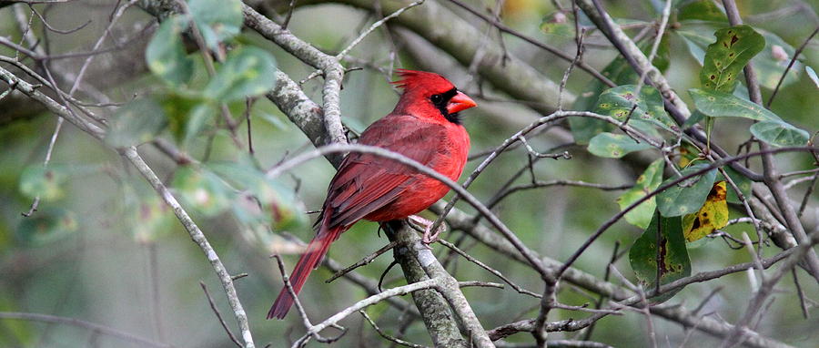 IMG_5417-002 - Northern Cardinal Photograph by Travis Truelove