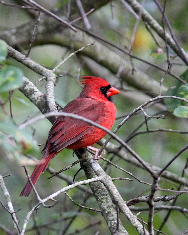 IMG_54309-004 - Northern Cardinal Photograph by Travis Truelove
