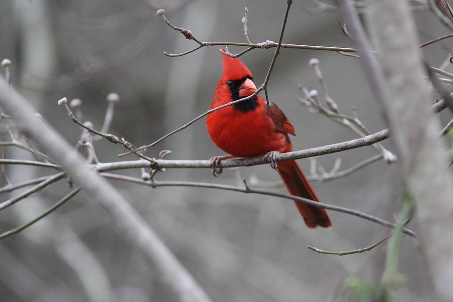 IMG_5431 - Northern Cardinal Photograph by Travis Truelove