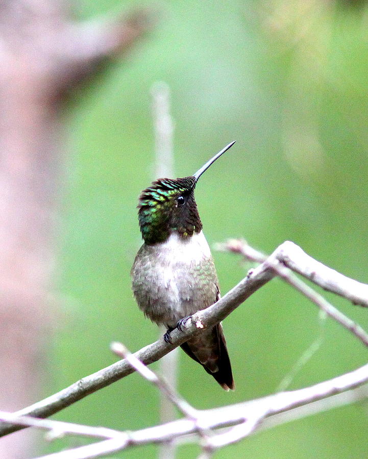 IMG_5439-002 - Ruby-throated Hummingbird Photograph by Travis Truelove