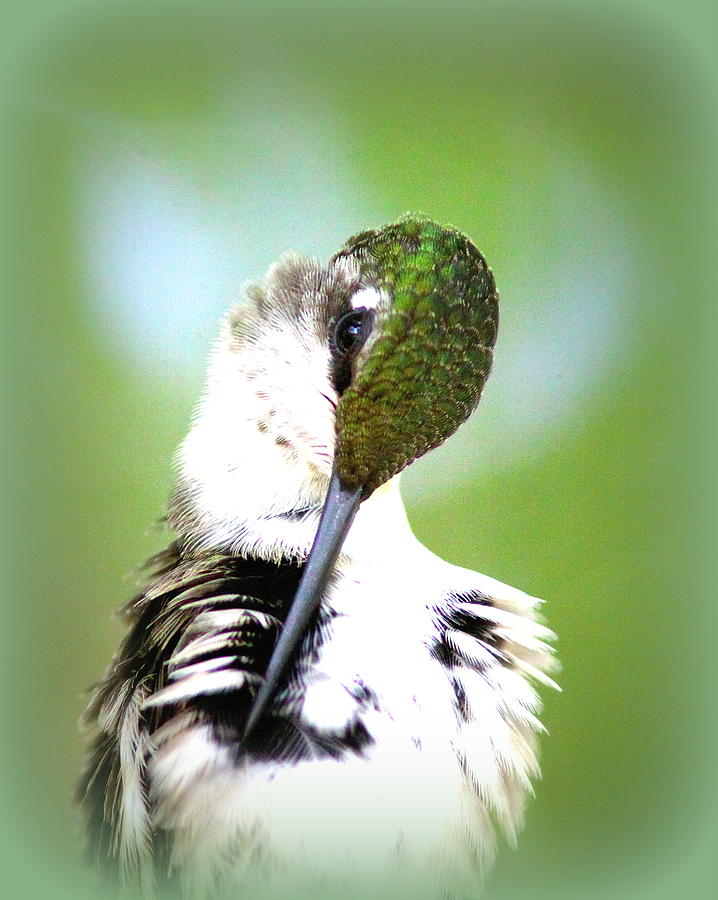 IMG_5531-001 - Ruby-throated Hummingbird Photograph by Travis Truelove