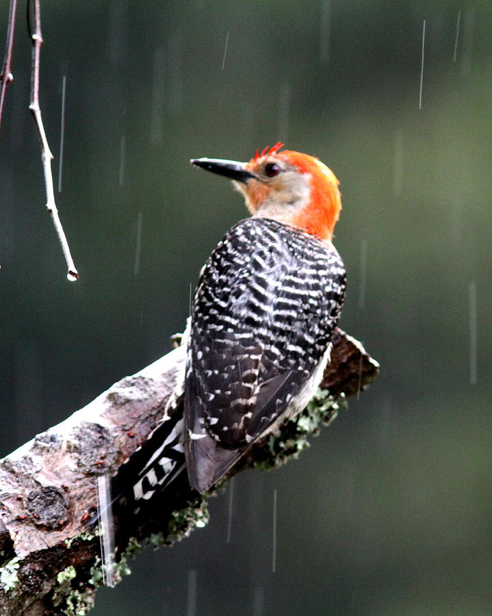 IMG_5592-001 - Red-bellied Woodpecker Photograph by Travis Truelove