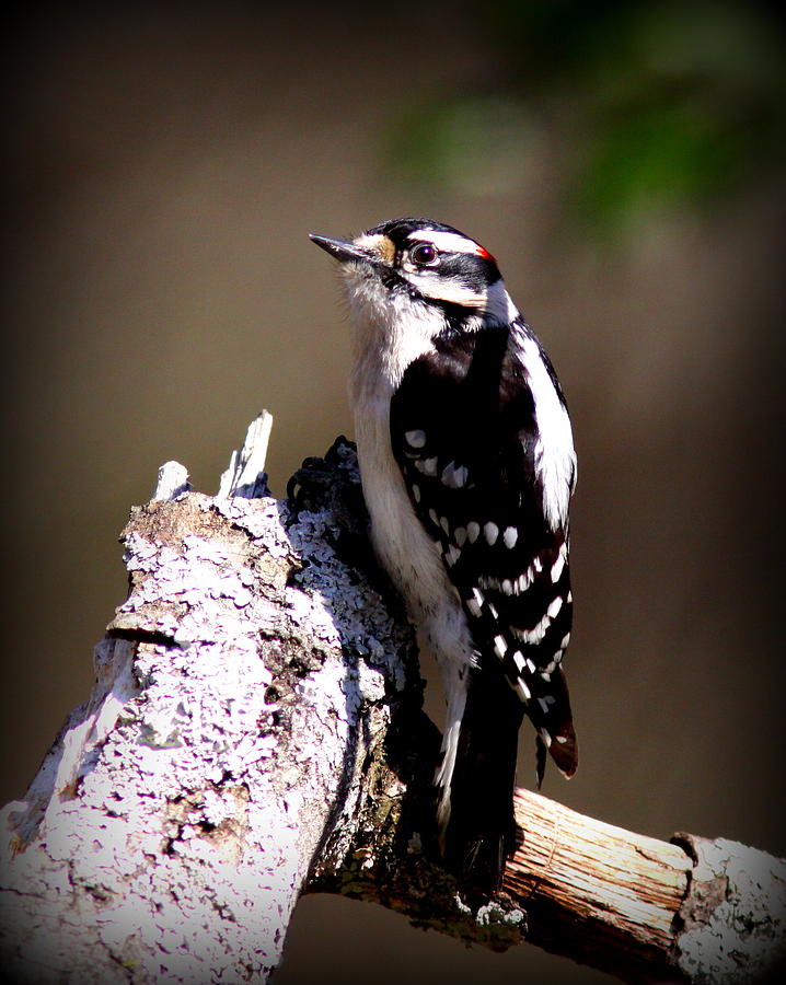 IMG_5592 - Downy Woodpecker Photograph by Travis Truelove