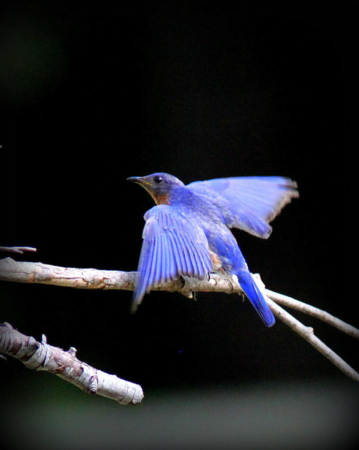 IMG_5596 - Eastern Bluebird Photograph by Travis Truelove