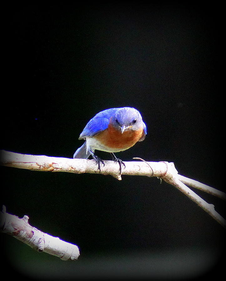 IMG_5603 - Eastern Bluebird Photograph by Travis Truelove