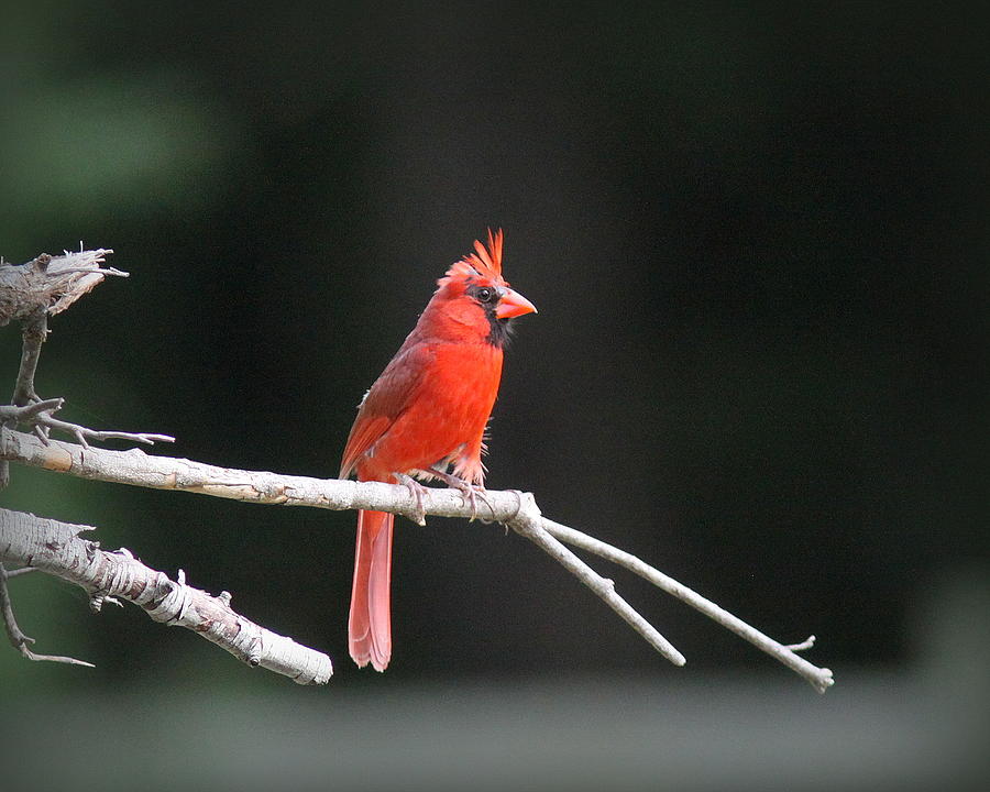 IMG_5628 - Northern Cardinal Photograph by Travis Truelove