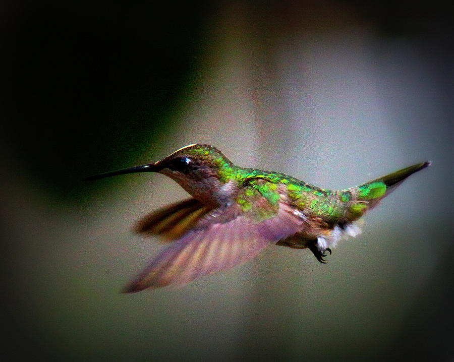 IMG_5640 - Ruby-throated Hummingbird Photograph by Travis Truelove