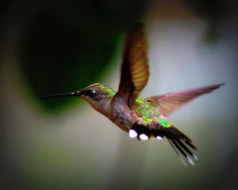IMG_5641 - Ruby-throated Hummingbird Photograph by Travis Truelove