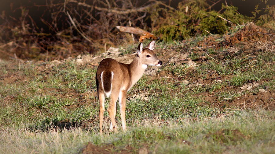 IMG_5662-001 - Deer Photograph by Travis Truelove
