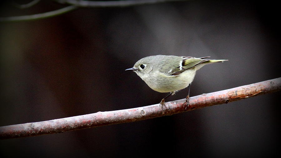 IMG_5666-003 -  Ruby-crowned Kinglet Photograph by Travis Truelove