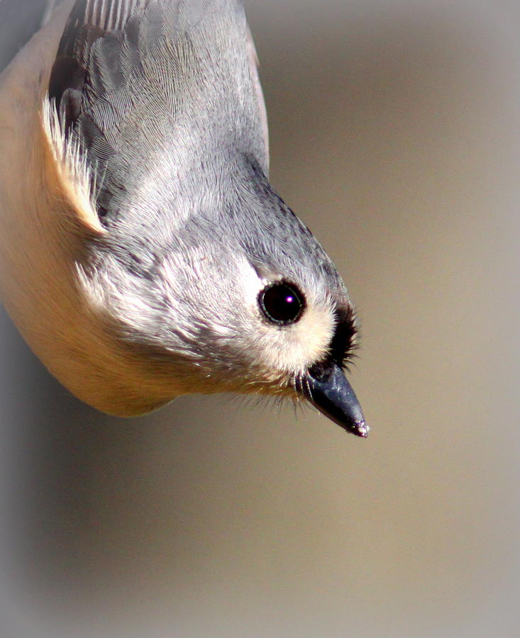 IMG_5682 - Tufted Titmouse Photograph by Travis Truelove