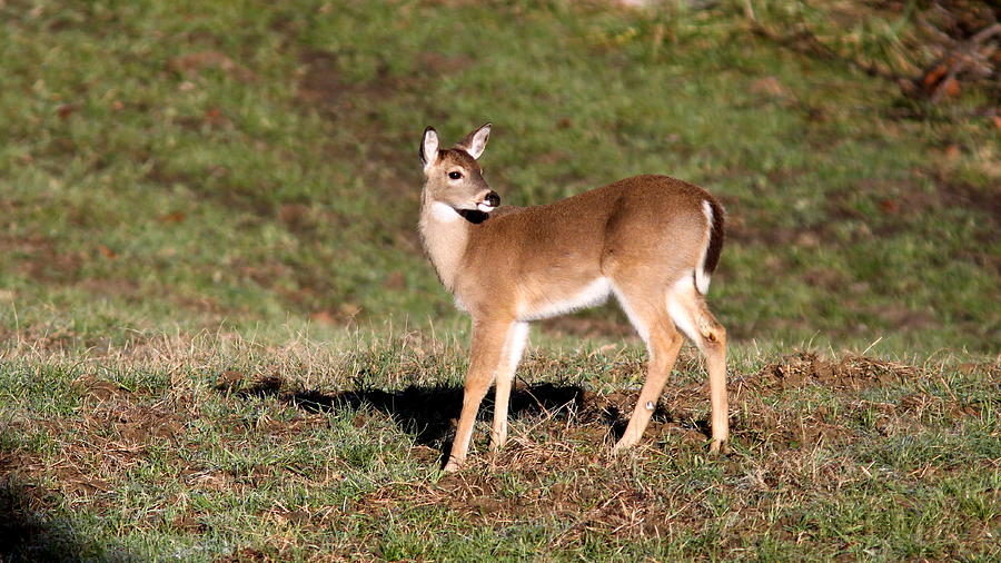 IMG_5684-001- Deer Photograph by Travis Truelove