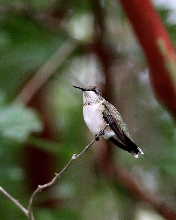 IMG_5704-002 -Ruby-throated Hummingbird Photograph by Travis Truelove