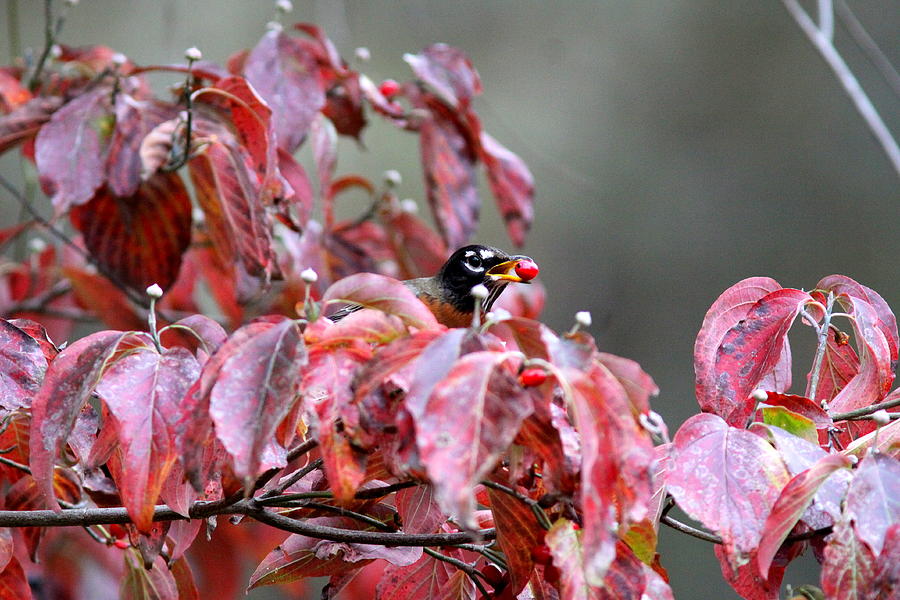 IMG_5742-003 - American Robin Photograph by Travis Truelove