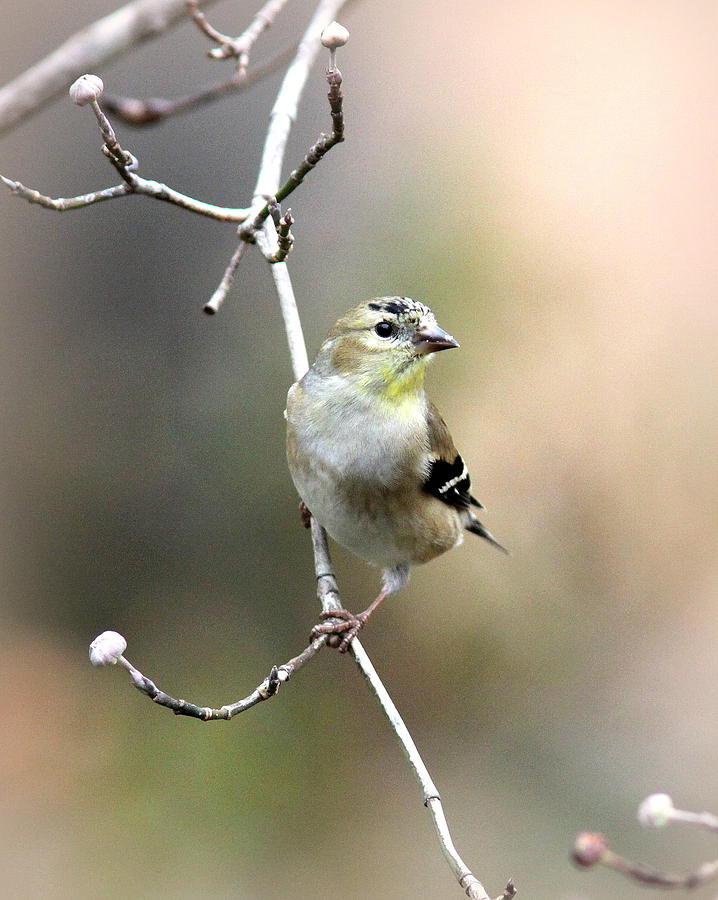 IMG_5744 - American Goldfinch Photograph by Travis Truelove