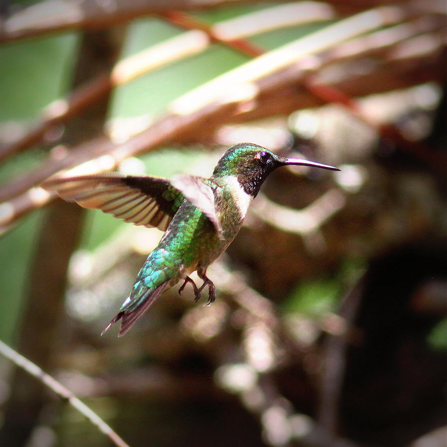 IMG_5778-001 - Ruby-throated Hummingbird Photograph by Travis Truelove