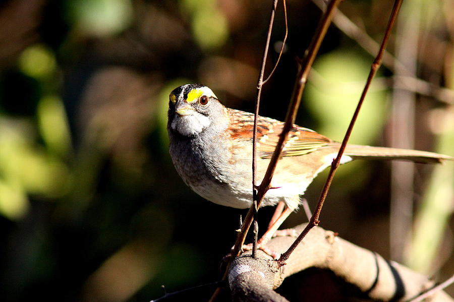 IMG_5803 - White-throated Sparrow Photograph by Travis Truelove