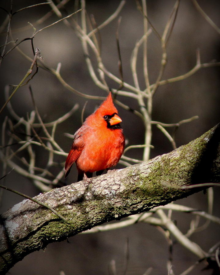 IMG_5804-023 - Northern Cardinal Photograph by Travis Truelove