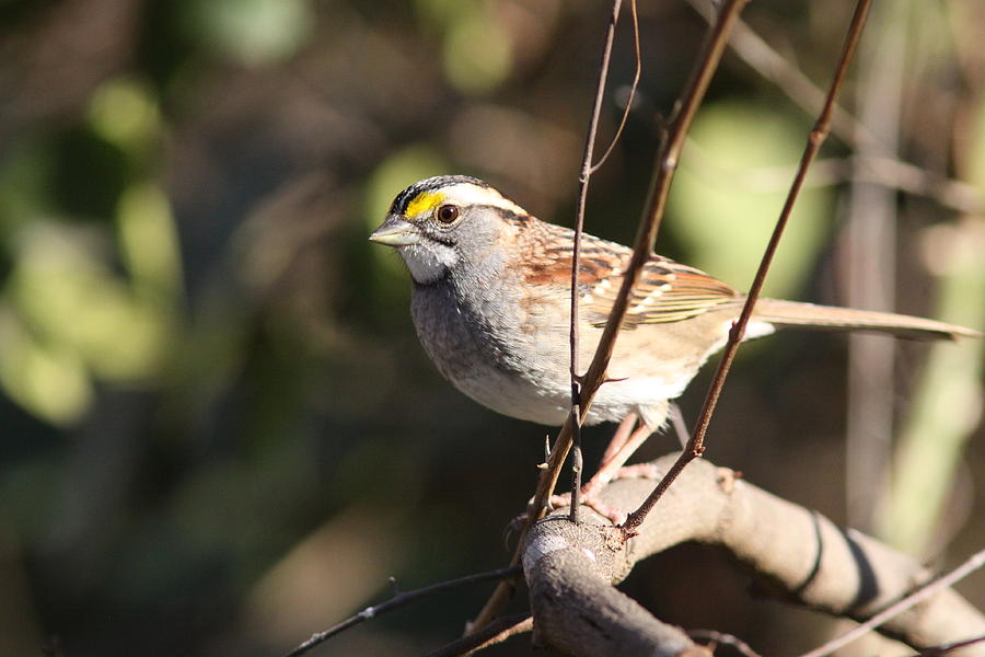 IMG_5804 - White-throated Sparrow Photograph by Travis Truelove