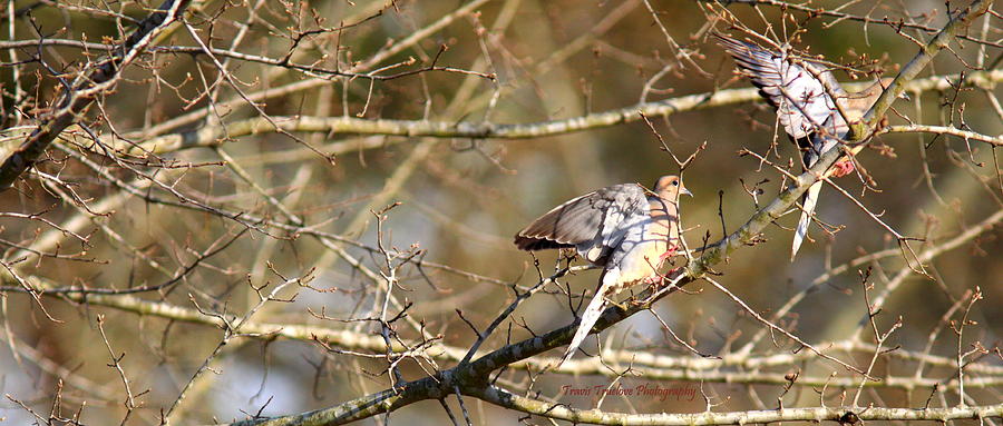 IMG_5807-002 - Mourning Dove Photograph by Travis Truelove