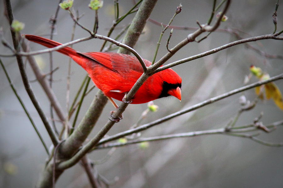 IMG_5830 - Northern Cardinal Photograph by Travis Truelove