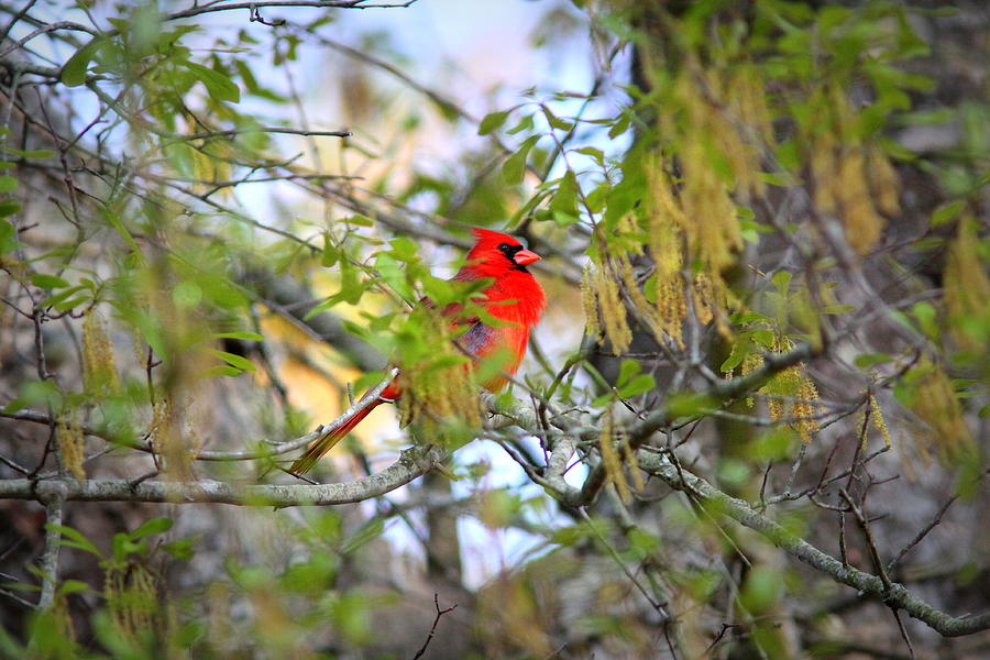 IMG_5835-003 - Northern Cardinal Photograph by Travis Truelove