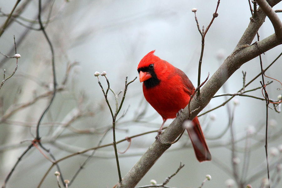 IMG_5846 - Northern Cardinal Photograph by Travis Truelove