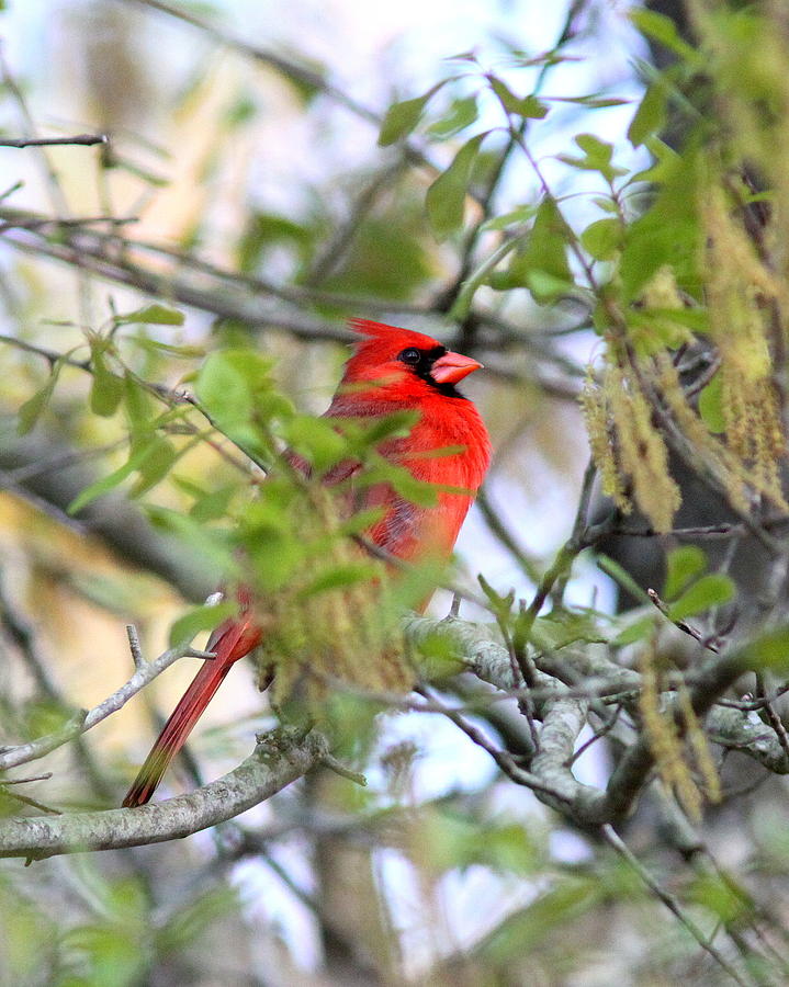 IMG_5851-002 - Northern Cardinal Photograph by Travis Truelove