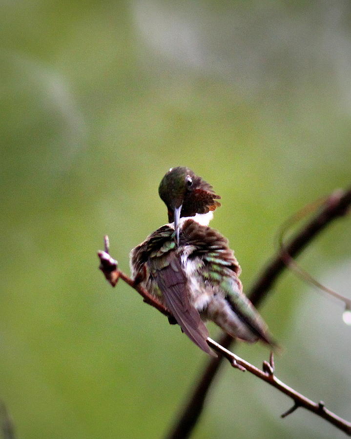 IMG_5852 - Ruby-throated Hummingbird Photograph by Travis Truelove