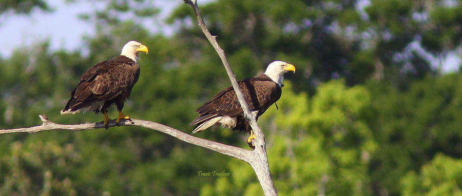 IMG_5857-002 - Bald Eagle Photograph by Travis Truelove
