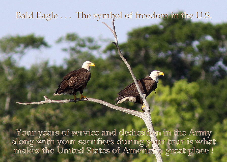 IMG_5857 - Bald Eagle - Veteran Tribute Photograph by Travis Truelove
