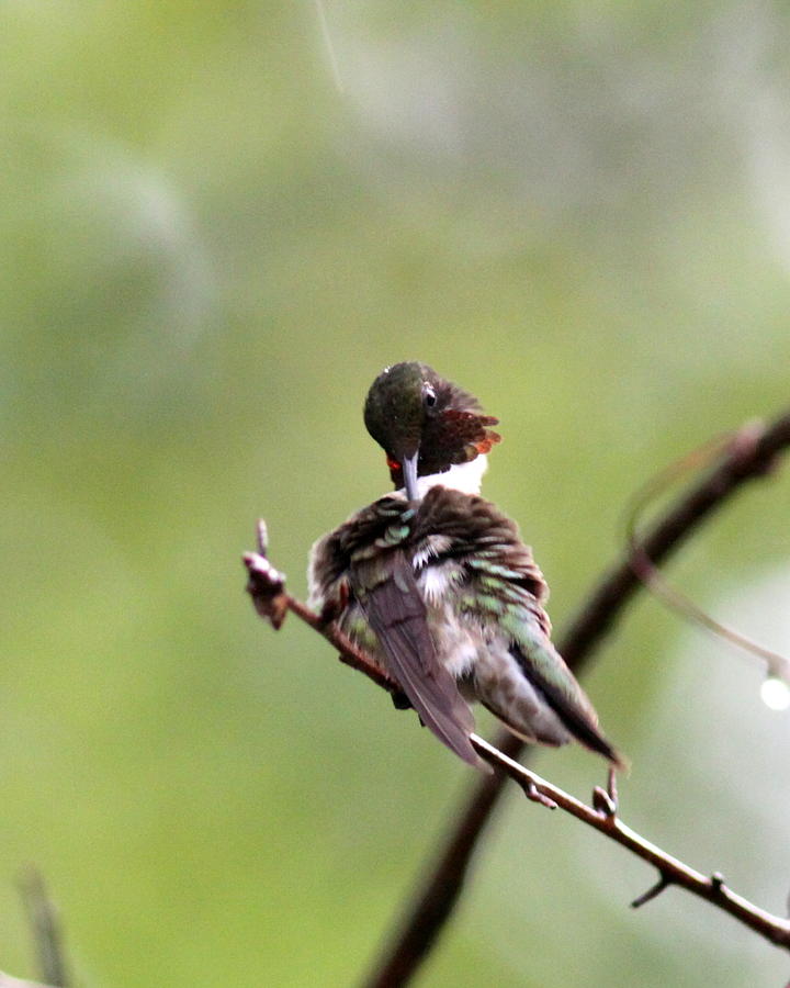 IMG_5858 - Ruby-throated Hummingbird Photograph by Travis Truelove