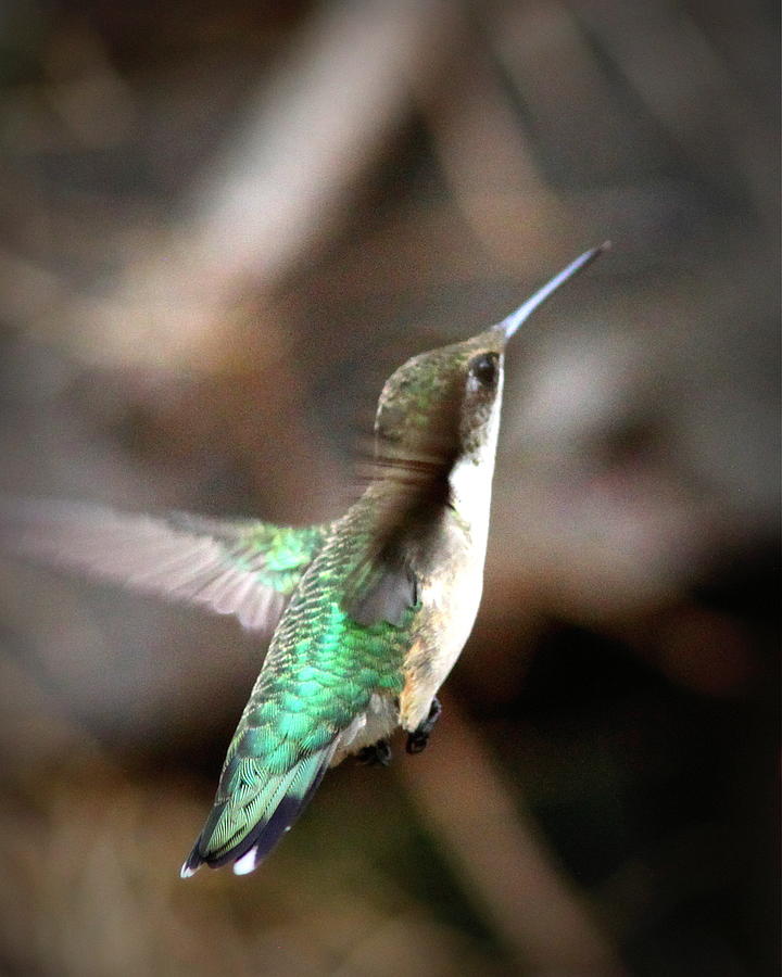 IMG_5888 - Ruby-throated Hummingbird Photograph by Travis Truelove