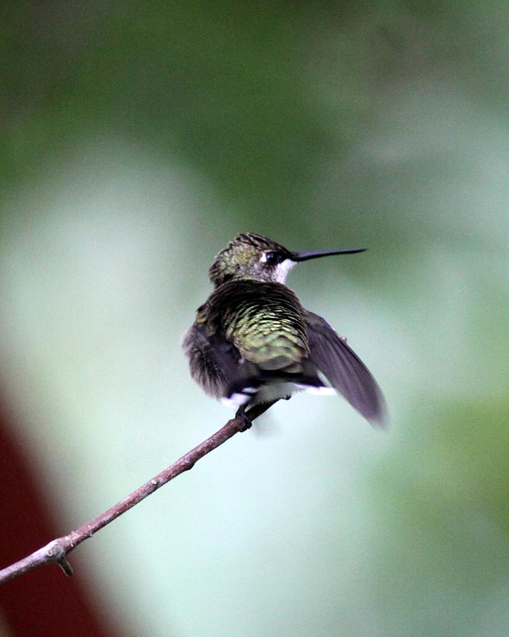 IMG_5889-002 - Ruby-throated Hummingbird Photograph by Travis Truelove