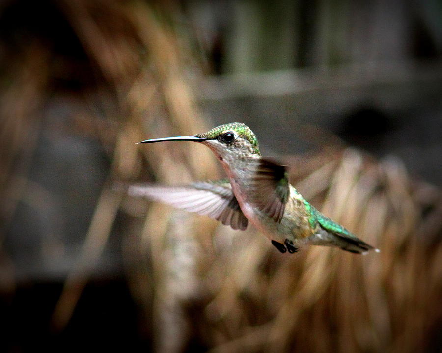 IMG_5897-003 - Ruby-throated Hummingbird Photograph by Travis Truelove