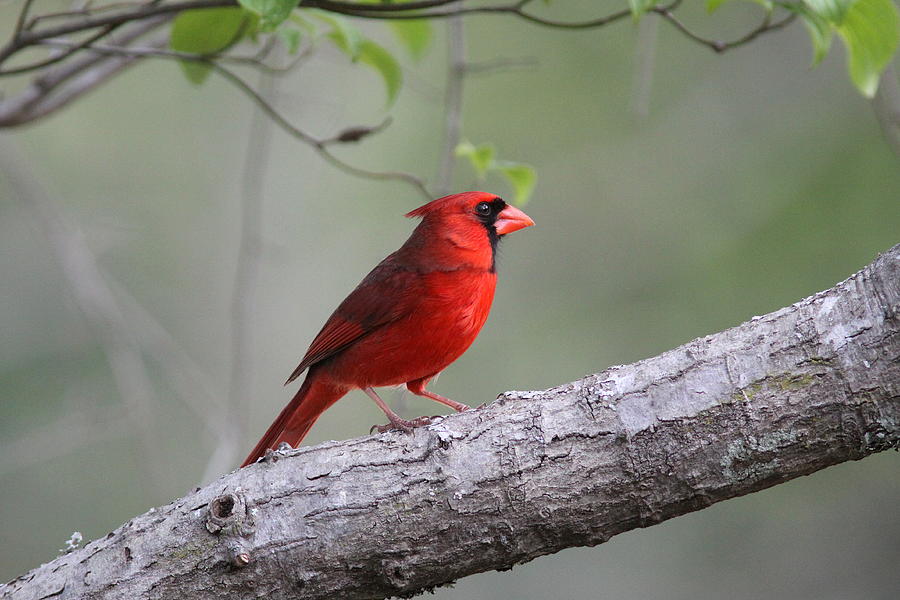 IMG_5935-003 - Northern Cardinal Photograph by Travis Truelove